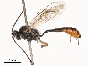  ( - CBG-B03264-F01)  @11 [ ] CreativeCommons - Attribution Share - Alike (2025) CBG Photography Group Centre for Biodiversity Genomics