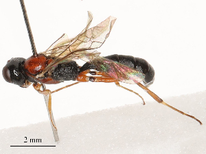  ( - CBG-B03264-G04)  @11 [ ] CreativeCommons - Attribution Share - Alike (2025) CBG Photography Group Centre for Biodiversity Genomics