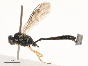  ( - CBG-B03264-G09)  @11 [ ] CreativeCommons - Attribution Share - Alike (2025) CBG Photography Group Centre for Biodiversity Genomics