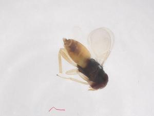  ( - CBG-B03278-A07)  @11 [ ] CreativeCommons - Attribution Share - Alike (2025) Centre for Biodiversity Genomics Centre for Biodiversity Genomics