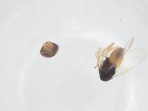  ( - CBG-B03280-A04)  @11 [ ] CreativeCommons - Attribution Share - Alike (2025) Centre for Biodiversity Genomics Centre for Biodiversity Genomics