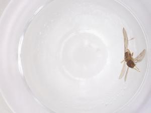  ( - CBG-B03281-A08)  @11 [ ] CreativeCommons - Attribution Share - Alike (2025) Centre for Biodiversity Genomics Centre for Biodiversity Genomics