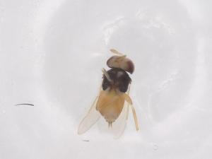  ( - CBG-B03281-E07)  @11 [ ] CreativeCommons - Attribution Share - Alike (2025) Centre for Biodiversity Genomics Centre for Biodiversity Genomics