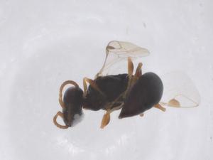  ( - CBG-B03282-C05)  @11 [ ] CreativeCommons - Attribution Share - Alike (2025) Centre for Biodiversity Genomics Centre for Biodiversity Genomics