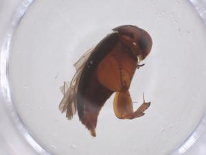  ( - CBG-B03303-C08)  @11 [ ] CreativeCommons - Attribution Share - Alike (2025) Centre for Biodiversity Genomics Centre for Biodiversity Genomics