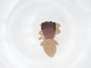  ( - CBG-B03316-G12)  @11 [ ] CreativeCommons - Attribution Share - Alike (2025) Centre for Biodiversity Genomics Centre for Biodiversity Genomics