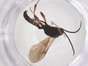  ( - CBG-B03317-H07)  @11 [ ] CreativeCommons - Attribution Share - Alike (2025) Centre for Biodiversity Genomics Centre for Biodiversity Genomics