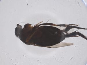  ( - CBG-B03386-C04)  @11 [ ] CreativeCommons - Attribution Share - Alike (2025) Centre for Biodiversity Genomics Centre for Biodiversity Genomics