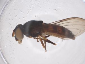  ( - CBG-B03386-H02)  @11 [ ] CreativeCommons - Attribution Share - Alike (2025) Centre for Biodiversity Genomics Centre for Biodiversity Genomics