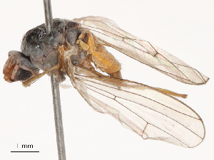  ( - CBG-B03397-C11)  @11 [ ] CreativeCommons - Attribution Share - Alike (2025) CBG Photography Group Centre for Biodiversity Genomics