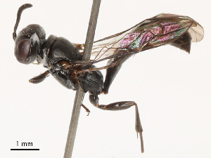  ( - CBG-B03397-F11)  @11 [ ] CreativeCommons - Attribution Share - Alike (2025) CBG Photography Group Centre for Biodiversity Genomics