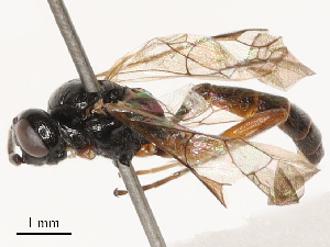  (Dicaelotus resplendeus - CBG-B03397-G05)  @11 [ ] CreativeCommons - Attribution Share - Alike (2025) CBG Photography Group Centre for Biodiversity Genomics