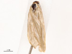  ( - CBG-B03397-G12)  @11 [ ] CreativeCommons - Attribution Share - Alike (2025) CBG Photography Group Centre for Biodiversity Genomics