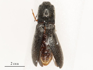  ( - CBG-B03398-C06)  @11 [ ] CreativeCommons - Attribution Share - Alike (2025) CBG Photography Group Centre for Biodiversity Genomics