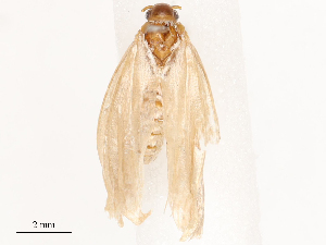  ( - CBG-B03398-D05)  @11 [ ] CreativeCommons - Attribution Share - Alike (2025) CBG Photography Group Centre for Biodiversity Genomics