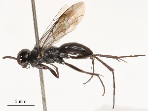  ( - CBG-B03398-D07)  @11 [ ] CreativeCommons - Attribution Share - Alike (2025) CBG Photography Group Centre for Biodiversity Genomics