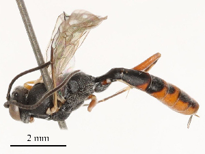  ( - CBG-B03398-D08)  @11 [ ] CreativeCommons - Attribution Share - Alike (2025) CBG Photography Group Centre for Biodiversity Genomics