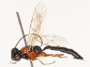  ( - CBG-B03398-E01)  @11 [ ] CreativeCommons - Attribution Share - Alike (2025) CBG Photography Group Centre for Biodiversity Genomics