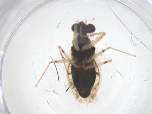  ( - CBG-B03424-D01)  @11 [ ] CreativeCommons - Attribution Share - Alike (2025) Centre for Biodiversity Genomics Centre for Biodiversity Genomics