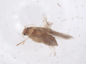  ( - CBG-B03590-B09)  @11 [ ] CreativeCommons - Attribution Share - Alike (2025) Centre for Biodiversity Genomics Centre for Biodiversity Genomics