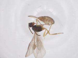  ( - CBG-B03605-D09)  @11 [ ] CreativeCommons - Attribution Share - Alike (2025) Centre for Biodiversity Genomics Centre for Biodiversity Genomics