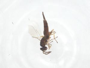  ( - CBG-B03606-G01)  @11 [ ] CreativeCommons - Attribution Share - Alike (2025) Centre for Biodiversity Genomics Centre for Biodiversity Genomics