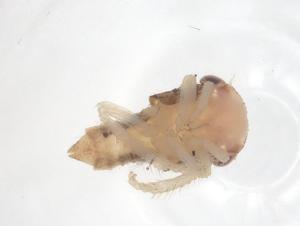  ( - CBG-B03608-H04)  @11 [ ] CreativeCommons - Attribution Share - Alike (2025) Centre for Biodiversity Genomics Centre for Biodiversity Genomics