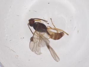  ( - CBG-B03610-F06)  @11 [ ] CreativeCommons - Attribution Share - Alike (2025) Centre for Biodiversity Genomics Centre for Biodiversity Genomics