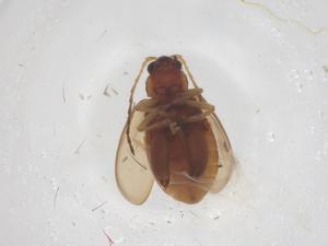  ( - CBG-B03611-F10)  @11 [ ] CreativeCommons - Attribution Share - Alike (2025) Centre for Biodiversity Genomics Centre for Biodiversity Genomics