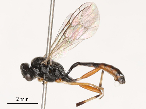  ( - CBG-B04358-A04)  @11 [ ] CreativeCommons - Attribution Share - Alike (2025) CBG Photography Group Centre for Biodiversity Genomics
