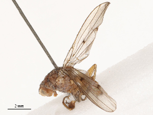  ( - CBG-B04358-D10)  @11 [ ] CreativeCommons - Attribution Share - Alike (2025) CBG Photography Group Centre for Biodiversity Genomics