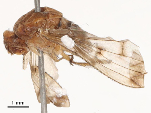 ( - CBG-B04358-D12)  @11 [ ] CreativeCommons - Attribution Share - Alike (2025) CBG Photography Group Centre for Biodiversity Genomics