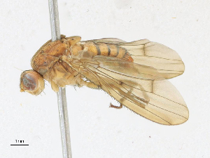  ( - CBG-A21697-G12)  @11 [ ] CreativeCommons - Attribution Share-Alike (2023) CBG Photography Group Centre for Biodiversity Genomics