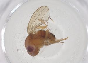  ( - CBG-B00125-G06)  @11 [ ] CreativeCommons - Attribution Share - Alike (2025) Centre for Biodiversity Genomics Centre for Biodiversity Genomics