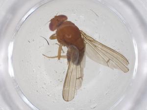  ( - CBG-B00125-G08)  @11 [ ] CreativeCommons - Attribution Share - Alike (2025) Centre for Biodiversity Genomics Centre for Biodiversity Genomics