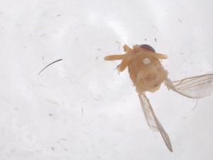  (Trachysiphonella ruficeps - CBG-B00150-A03)  @11 [ ] CreativeCommons - Attribution Share - Alike (2025) Centre for Biodiversity Genomics Centre for Biodiversity Genomics