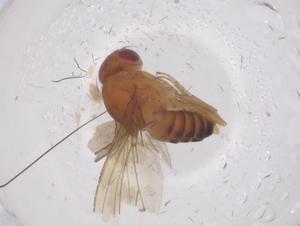  ( - CBG-B00150-D06)  @11 [ ] CreativeCommons - Attribution Share - Alike (2025) Centre for Biodiversity Genomics Centre for Biodiversity Genomics