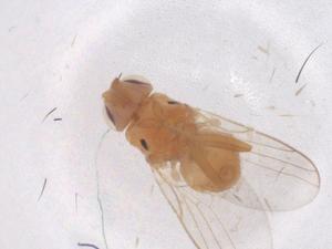  ( - CBG-B00150-E07)  @11 [ ] CreativeCommons - Attribution Share - Alike (2025) Centre for Biodiversity Genomics Centre for Biodiversity Genomics