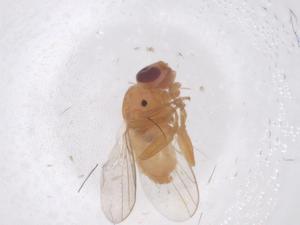  ( - CBG-B00150-E08)  @11 [ ] CreativeCommons - Attribution Share - Alike (2025) Centre for Biodiversity Genomics Centre for Biodiversity Genomics