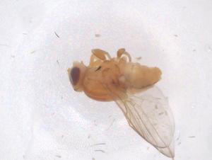  ( - CBG-B00150-G08)  @11 [ ] CreativeCommons - Attribution Share - Alike (2025) Centre for Biodiversity Genomics Centre for Biodiversity Genomics