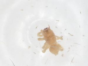  ( - CBG-B00151-A11)  @11 [ ] CreativeCommons - Attribution Share - Alike (2025) Centre for Biodiversity Genomics Centre for Biodiversity Genomics