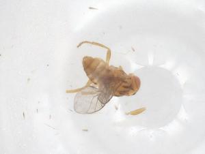  ( - CBG-B00151-G03)  @11 [ ] CreativeCommons - Attribution Share - Alike (2025) Centre for Biodiversity Genomics Centre for Biodiversity Genomics