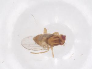  ( - CBG-B00152-E09)  @11 [ ] CreativeCommons - Attribution Share - Alike (2025) Centre for Biodiversity Genomics Centre for Biodiversity Genomics