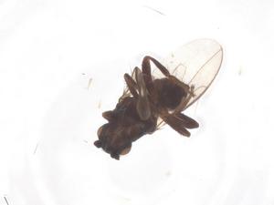  ( - CBG-B00152-F01)  @11 [ ] CreativeCommons - Attribution Share - Alike (2025) Centre for Biodiversity Genomics Centre for Biodiversity Genomics