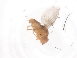  ( - CBG-B00152-G01)  @11 [ ] CreativeCommons - Attribution Share - Alike (2025) Centre for Biodiversity Genomics Centre for Biodiversity Genomics