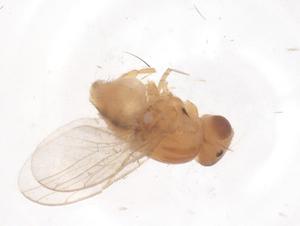  ( - CBG-B00152-H08)  @11 [ ] CreativeCommons - Attribution Share - Alike (2025) Centre for Biodiversity Genomics Centre for Biodiversity Genomics