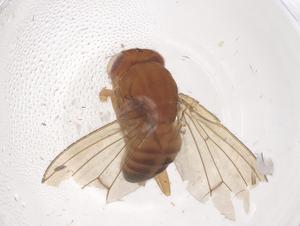  ( - CBG-B00152-H11)  @11 [ ] CreativeCommons - Attribution Share - Alike (2025) Centre for Biodiversity Genomics Centre for Biodiversity Genomics