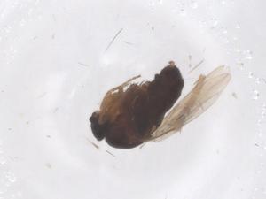  ( - CBG-B00153-A02)  @11 [ ] CreativeCommons - Attribution Share - Alike (2025) Centre for Biodiversity Genomics Centre for Biodiversity Genomics