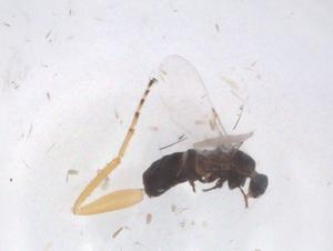  ( - CBG-B00153-D02)  @11 [ ] CreativeCommons - Attribution Share - Alike (2025) Centre for Biodiversity Genomics Centre for Biodiversity Genomics