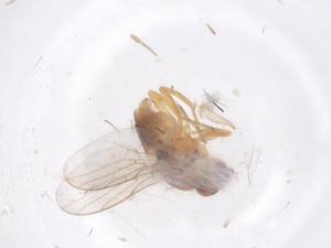  ( - CBG-B00153-H05)  @11 [ ] CreativeCommons - Attribution Share - Alike (2025) Centre for Biodiversity Genomics Centre for Biodiversity Genomics